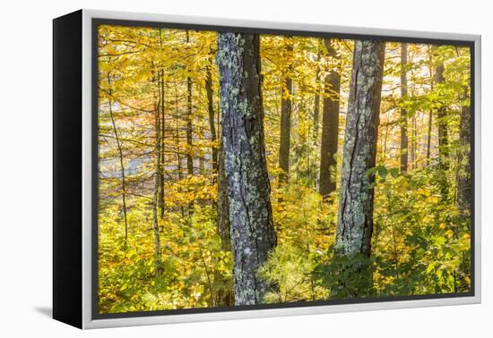 Fall Colors in a Mixed Forest in Barrington, New Hampshire-Jerry and Marcy Monkman-Framed Premier Image Canvas