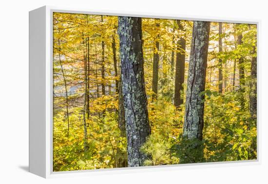 Fall Colors in a Mixed Forest in Barrington, New Hampshire-Jerry and Marcy Monkman-Framed Premier Image Canvas