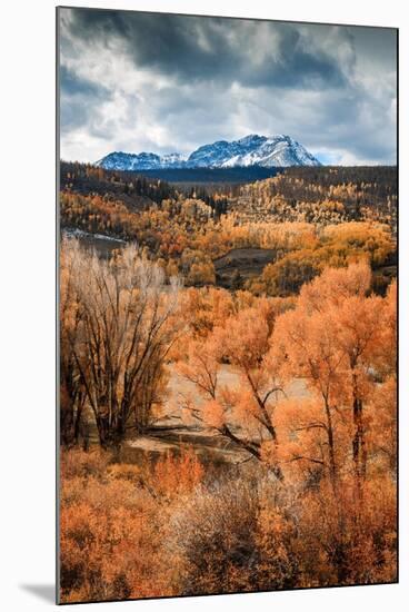 Fall Colors in Colorado-Belinda Shi-Mounted Photographic Print