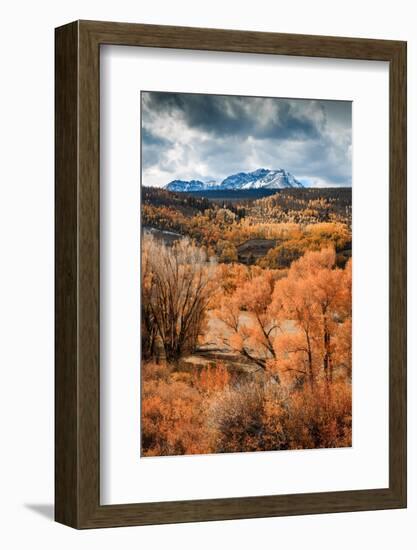 Fall Colors in Colorado-Belinda Shi-Framed Photographic Print