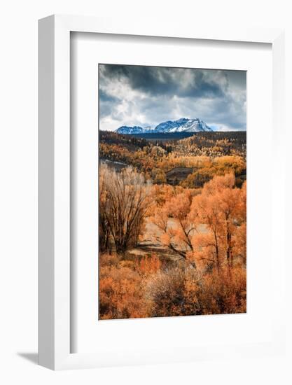 Fall Colors in Colorado-Belinda Shi-Framed Photographic Print