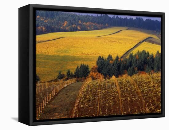 Fall Colors in Vineyards of the Red Hills, Dundee, Oregon, USA-Janis Miglavs-Framed Premier Image Canvas