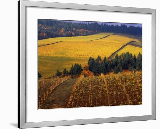 Fall Colors in Vineyards of the Red Hills, Dundee, Oregon, USA-Janis Miglavs-Framed Photographic Print