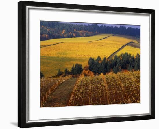 Fall Colors in Vineyards of the Red Hills, Dundee, Oregon, USA-Janis Miglavs-Framed Photographic Print