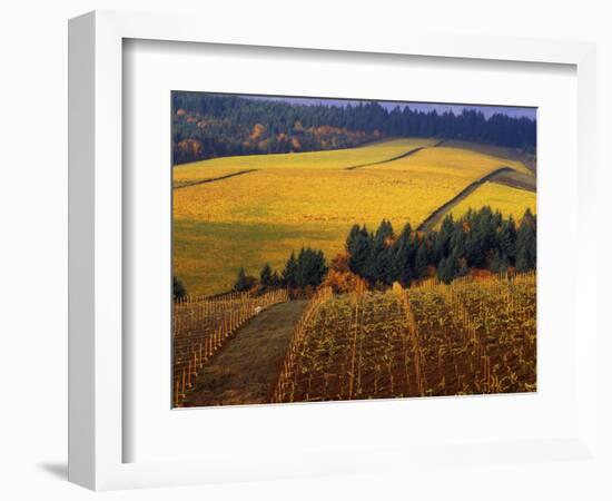 Fall Colors in Vineyards of the Red Hills, Dundee, Oregon, USA-Janis Miglavs-Framed Photographic Print