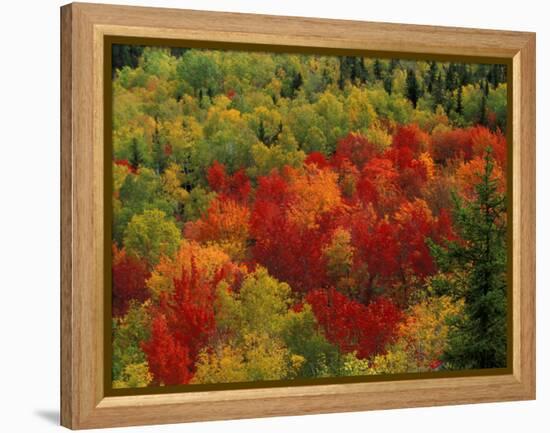 Fall Colors in Wassataquoik Valley, Northern Hardwood Forest, Maine-Jerry & Marcy Monkman-Framed Premier Image Canvas