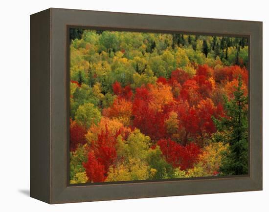 Fall Colors in Wassataquoik Valley, Northern Hardwood Forest, Maine-Jerry & Marcy Monkman-Framed Premier Image Canvas