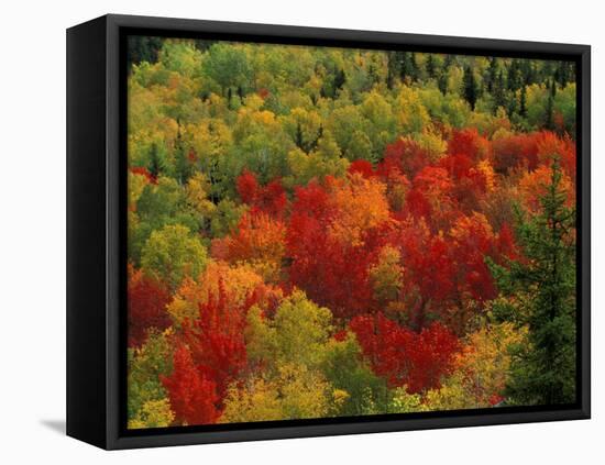 Fall Colors in Wassataquoik Valley, Northern Hardwood Forest, Maine-Jerry & Marcy Monkman-Framed Premier Image Canvas