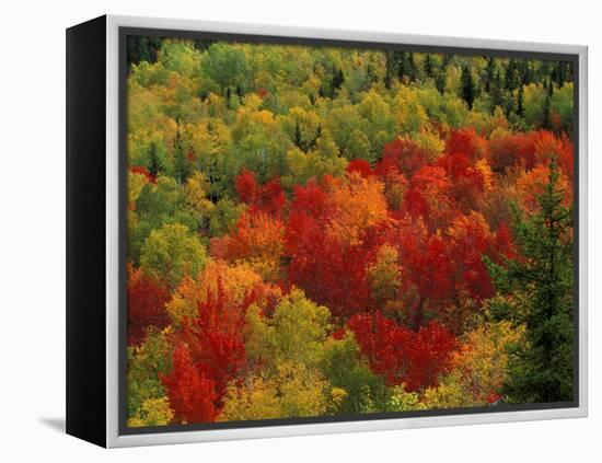 Fall Colors in Wassataquoik Valley, Northern Hardwood Forest, Maine-Jerry & Marcy Monkman-Framed Premier Image Canvas