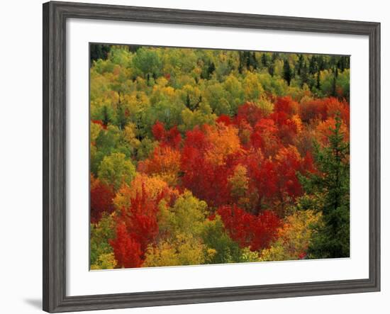 Fall Colors in Wassataquoik Valley, Northern Hardwood Forest, Maine-Jerry & Marcy Monkman-Framed Photographic Print