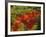 Fall Colors in Wassataquoik Valley, Northern Hardwood Forest, Maine-Jerry & Marcy Monkman-Framed Photographic Print