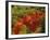 Fall Colors in Wassataquoik Valley, Northern Hardwood Forest, Maine-Jerry & Marcy Monkman-Framed Photographic Print