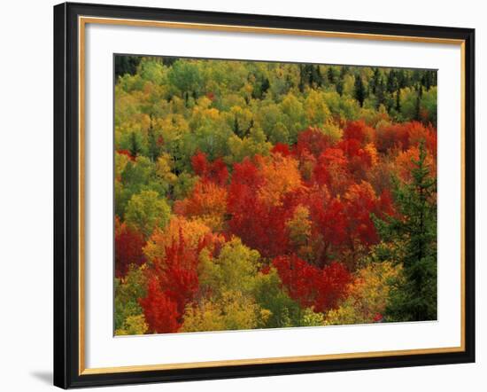 Fall Colors in Wassataquoik Valley, Northern Hardwood Forest, Maine-Jerry & Marcy Monkman-Framed Photographic Print