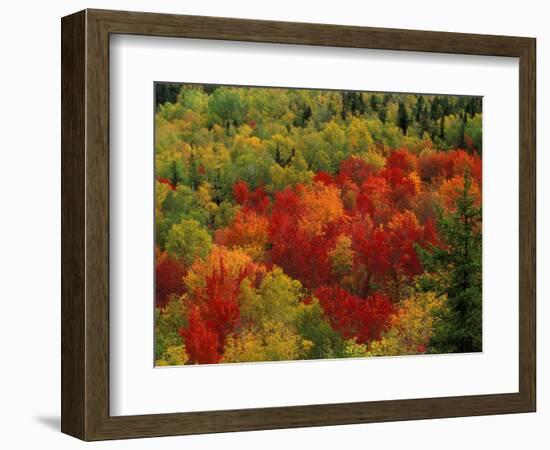 Fall Colors in Wassataquoik Valley, Northern Hardwood Forest, Maine-Jerry & Marcy Monkman-Framed Photographic Print