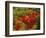 Fall Colors in Wassataquoik Valley, Northern Hardwood Forest, Maine-Jerry & Marcy Monkman-Framed Photographic Print