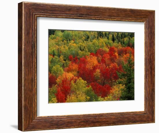 Fall Colors in Wassataquoik Valley, Northern Hardwood Forest, Maine-Jerry & Marcy Monkman-Framed Photographic Print