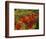 Fall Colors in Wassataquoik Valley, Northern Hardwood Forest, Maine-Jerry & Marcy Monkman-Framed Photographic Print