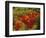 Fall Colors in Wassataquoik Valley, Northern Hardwood Forest, Maine-Jerry & Marcy Monkman-Framed Photographic Print