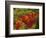 Fall Colors in Wassataquoik Valley, Northern Hardwood Forest, Maine-Jerry & Marcy Monkman-Framed Photographic Print