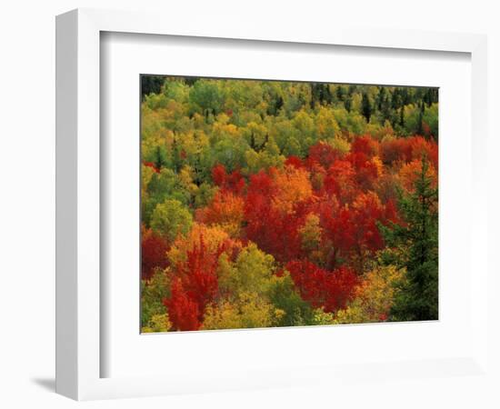 Fall Colors in Wassataquoik Valley, Northern Hardwood Forest, Maine-Jerry & Marcy Monkman-Framed Photographic Print