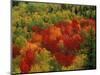 Fall Colors in Wassataquoik Valley, Northern Hardwood Forest, Maine-Jerry & Marcy Monkman-Mounted Photographic Print