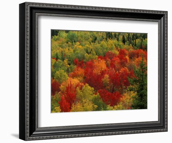 Fall Colors in Wassataquoik Valley, Northern Hardwood Forest, Maine-Jerry & Marcy Monkman-Framed Photographic Print