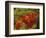 Fall Colors in Wassataquoik Valley, Northern Hardwood Forest, Maine-Jerry & Marcy Monkman-Framed Photographic Print