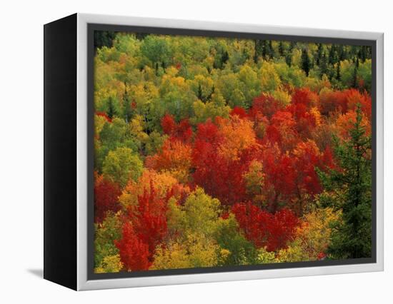 Fall Colors in Wassataquoik Valley, Northern Hardwood Forest, Maine-Jerry & Marcy Monkman-Framed Premier Image Canvas