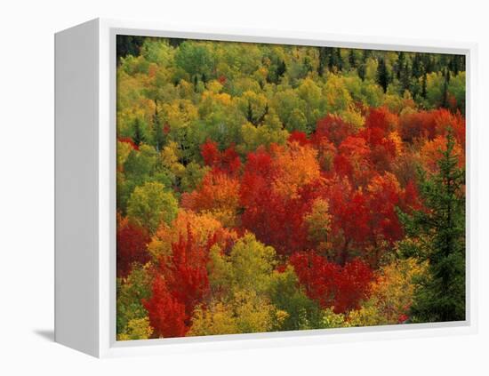 Fall Colors in Wassataquoik Valley, Northern Hardwood Forest, Maine-Jerry & Marcy Monkman-Framed Premier Image Canvas