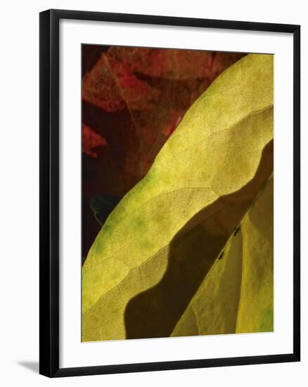 Fall Colors IV-Monika Burkhart-Framed Photographic Print