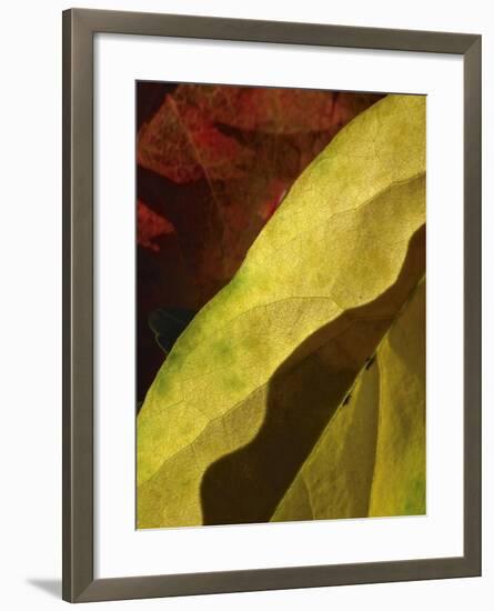 Fall Colors IV-Monika Burkhart-Framed Photographic Print