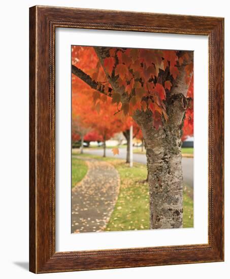 Fall Colors, Keizer, Oregon, USA-Rick A. Brown-Framed Photographic Print