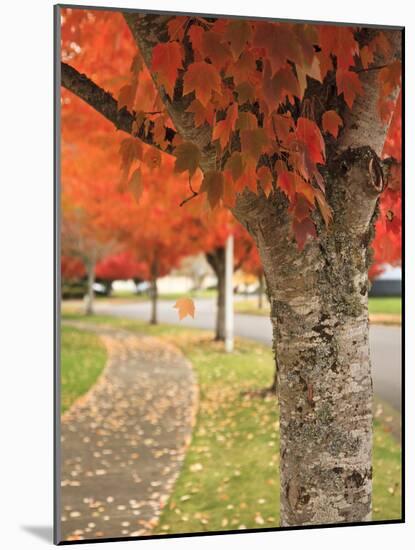 Fall Colors, Keizer, Oregon, USA-Rick A. Brown-Mounted Photographic Print