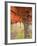 Fall Colors, Keizer, Oregon, USA-Rick A. Brown-Framed Photographic Print