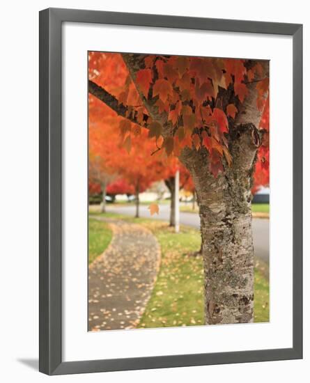 Fall Colors, Keizer, Oregon, USA-Rick A. Brown-Framed Photographic Print