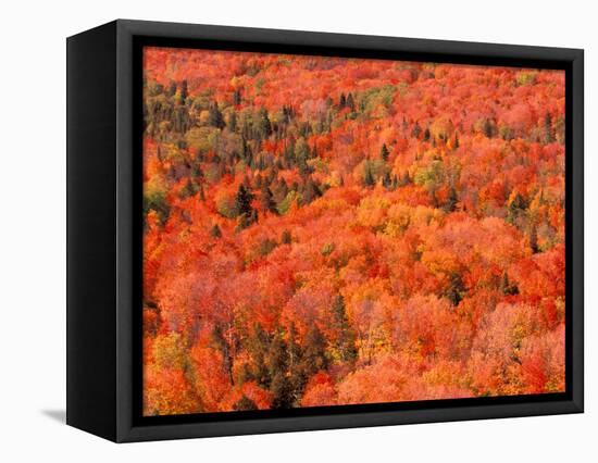 Fall Colors, Northwoods, Minnesota, USA-Art Wolfe-Framed Premier Image Canvas