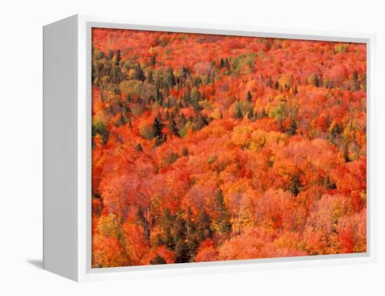 Fall Colors, Northwoods, Minnesota, USA-Art Wolfe-Framed Premier Image Canvas