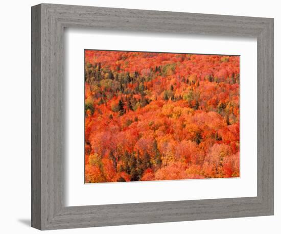 Fall Colors, Northwoods, Minnesota, USA-Art Wolfe-Framed Photographic Print