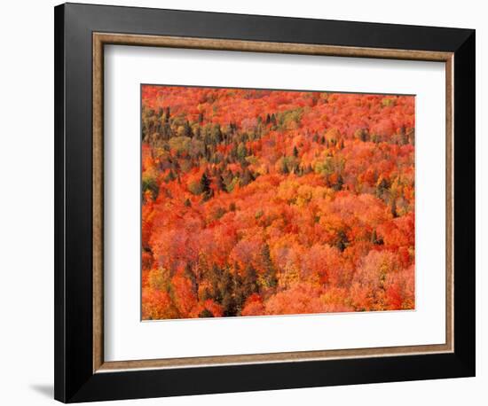 Fall Colors, Northwoods, Minnesota, USA-Art Wolfe-Framed Photographic Print