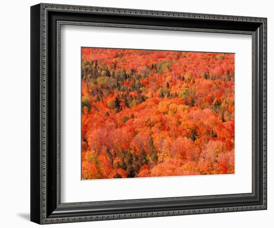 Fall Colors, Northwoods, Minnesota, USA-Art Wolfe-Framed Photographic Print