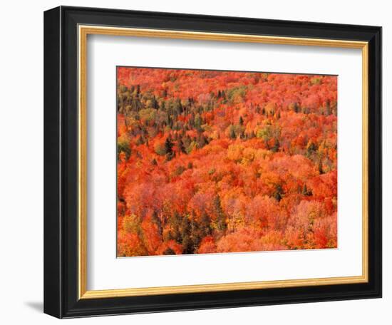 Fall Colors, Northwoods, Minnesota, USA-Art Wolfe-Framed Photographic Print