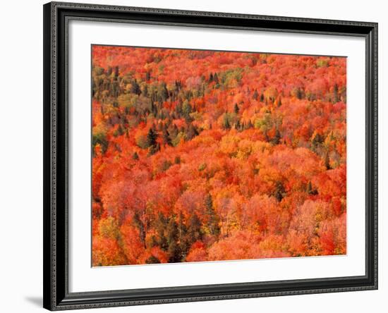 Fall Colors, Northwoods, Minnesota, USA-Art Wolfe-Framed Photographic Print