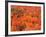 Fall Colors, Northwoods, Minnesota, USA-Art Wolfe-Framed Photographic Print