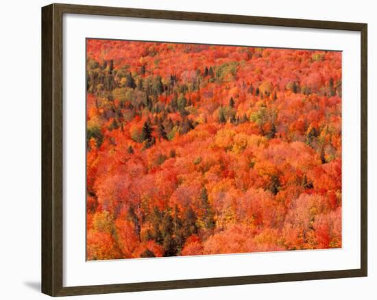 Fall Colors, Northwoods, Minnesota, USA-Art Wolfe-Framed Photographic Print