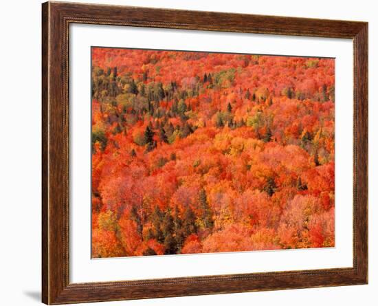 Fall Colors, Northwoods, Minnesota, USA-Art Wolfe-Framed Photographic Print