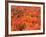 Fall Colors, Northwoods, Minnesota, USA-Art Wolfe-Framed Photographic Print