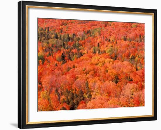 Fall Colors, Northwoods, Minnesota, USA-Art Wolfe-Framed Photographic Print