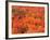 Fall Colors, Northwoods, Minnesota, USA-Art Wolfe-Framed Photographic Print