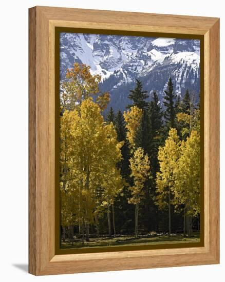 Fall Colors of Aspens with Evergreens, Near Ouray, Colorado-James Hager-Framed Premier Image Canvas