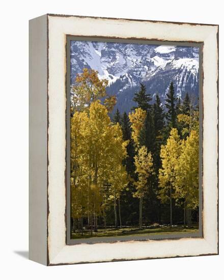 Fall Colors of Aspens with Evergreens, Near Ouray, Colorado-James Hager-Framed Premier Image Canvas